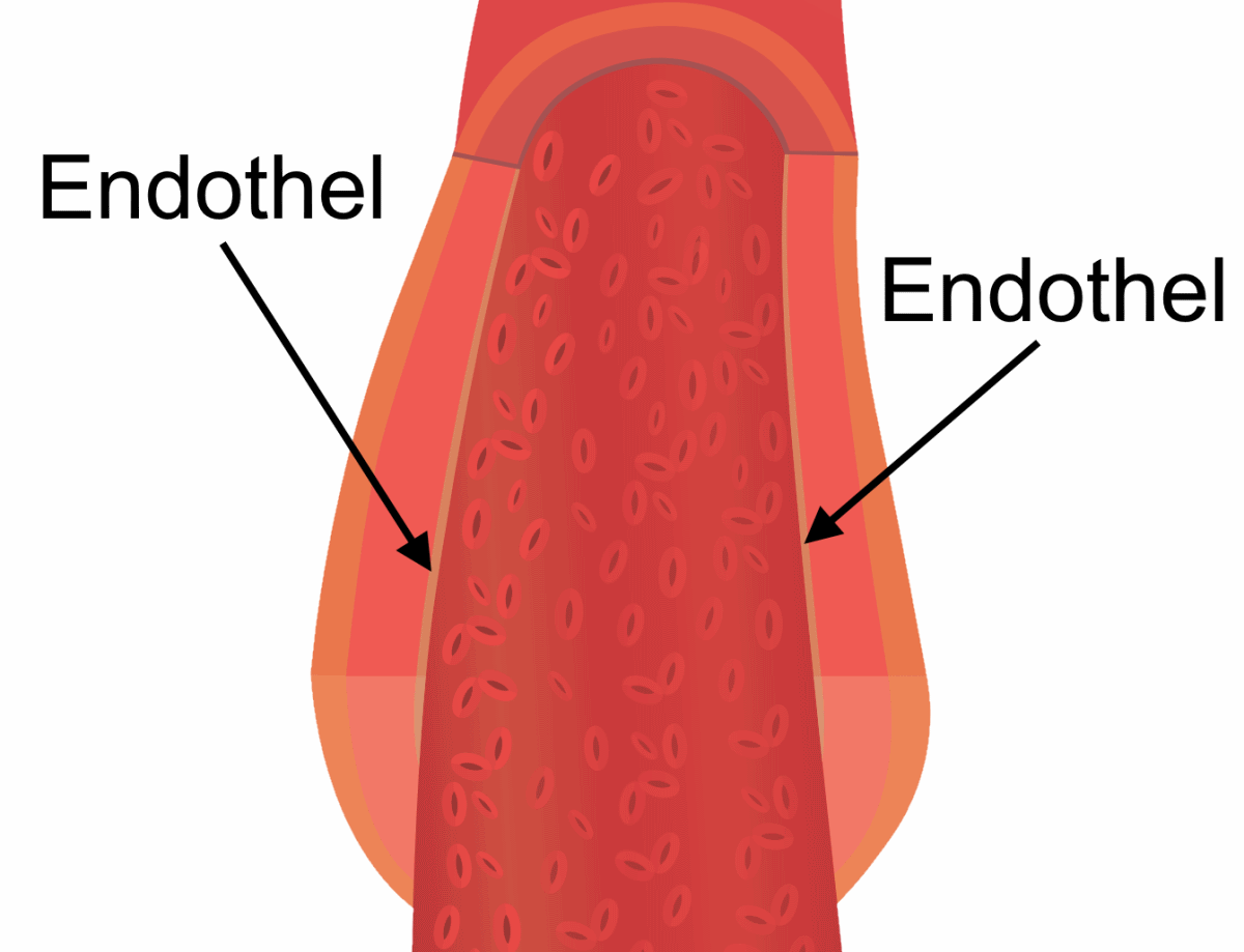 Das Endothel ist wichtig fr den Blutdruck